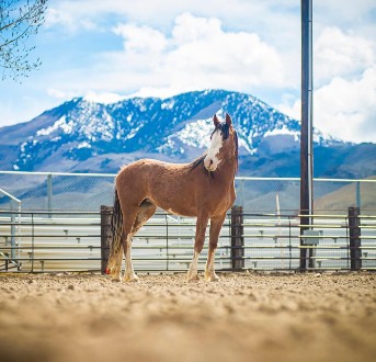 North Custer Rodeo Grounds